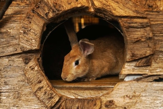 Rabbit exploring inside a hole